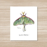Luna Moth Watercolor Art Print