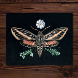 Sphinx Moth & Primrose - Fine Art Print