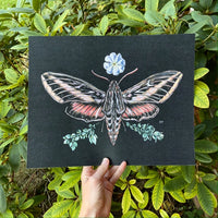 Sphinx Moth & Primrose - Fine Art Print
