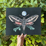 Sphinx Moth & Primrose - Fine Art Print