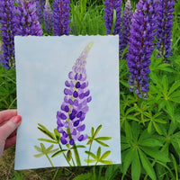 Lupine - Original Watercolor